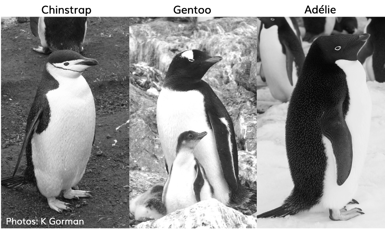 The 3 Antarctic penguin species