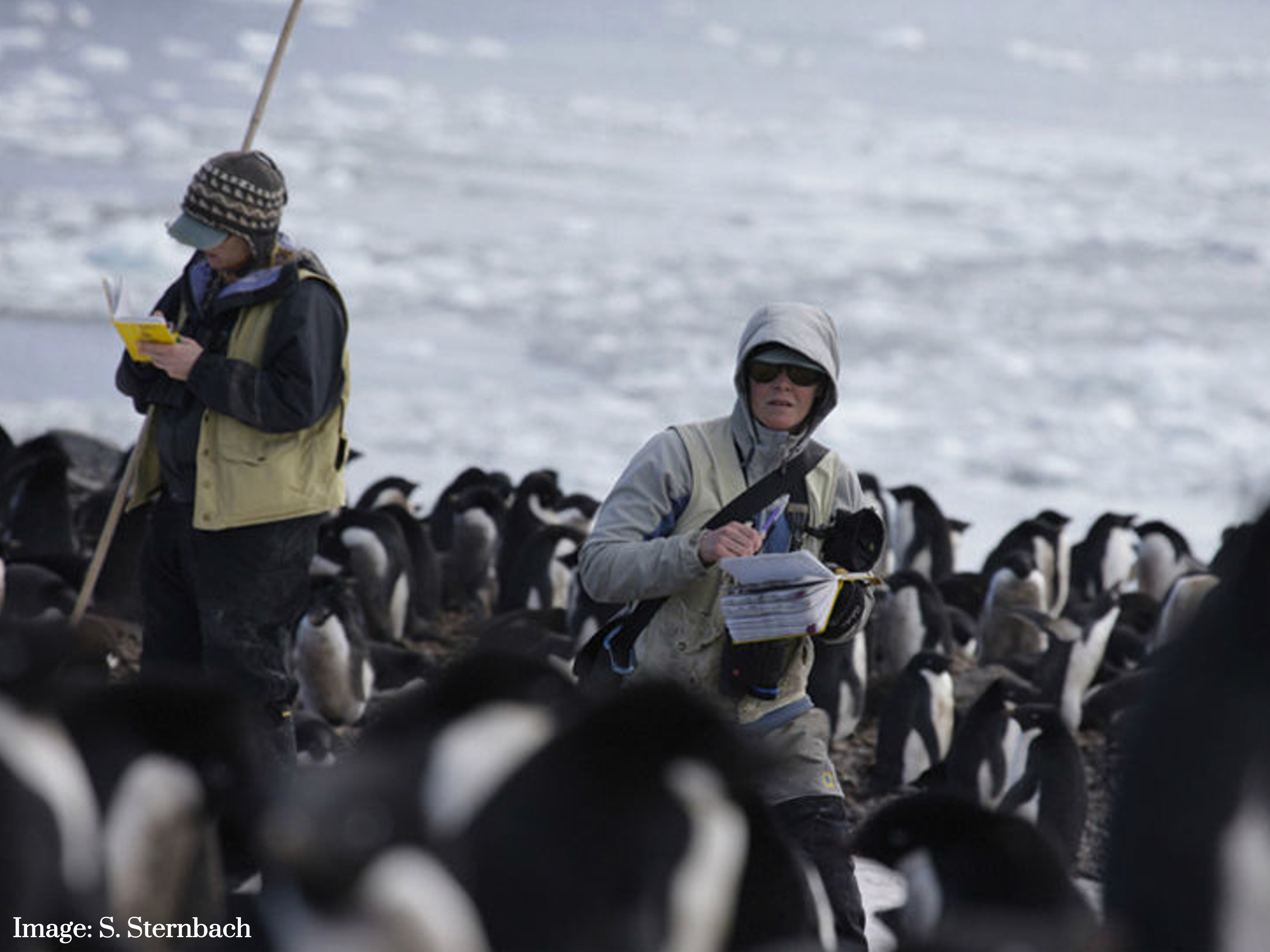 Dr Kristen Gorman collecting penguin data